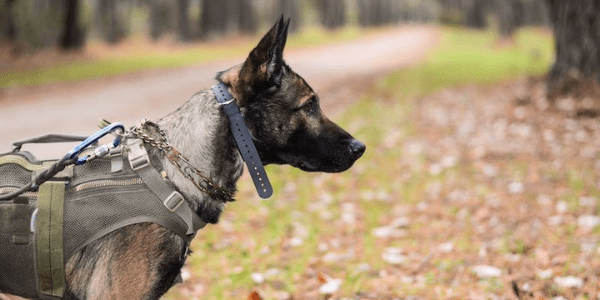 Military Dog Training Idaho